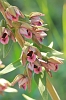 _MG_1854_Broad-leaved Helleborine